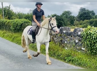 Cob, Caballo castrado, 4 años, 136 cm, Tordo