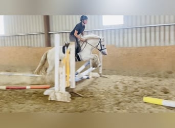 Cob, Caballo castrado, 4 años, 136 cm, Tordo