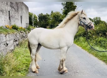 Cob, Caballo castrado, 4 años, 136 cm, Tordo