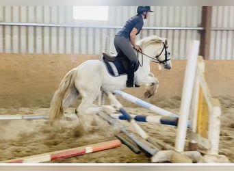 Cob, Caballo castrado, 4 años, 136 cm, Tordo