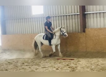 Cob, Caballo castrado, 4 años, 136 cm, Tordo