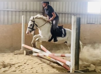 Cob, Caballo castrado, 4 años, 136 cm, Tordo