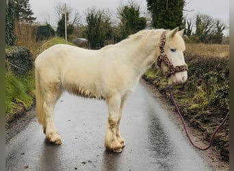Cob, Caballo castrado, 4 años, 138 cm, Atigrado/Moteado