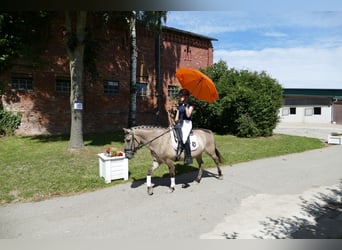 Cob, Caballo castrado, 4 años, 140 cm, Bayo