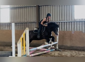 Cob, Caballo castrado, 4 años, 140 cm, Castaño rojizo