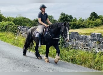 Cob, Caballo castrado, 4 años, 140 cm, Negro