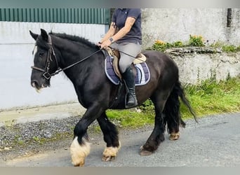 Cob, Caballo castrado, 4 años, 140 cm, Negro