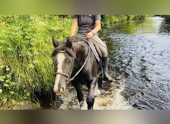 Cob, Caballo castrado, 4 años, 140 cm, Negro