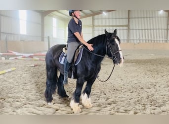 Cob, Caballo castrado, 4 años, 140 cm, Negro