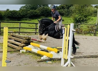 Cob, Caballo castrado, 4 años, 140 cm, Negro