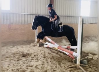 Cob, Caballo castrado, 4 años, 140 cm, Negro