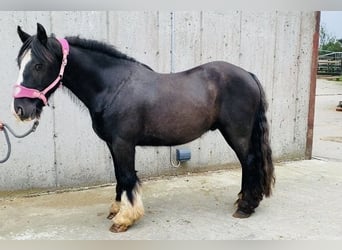 Cob, Caballo castrado, 4 años, 140 cm, Negro