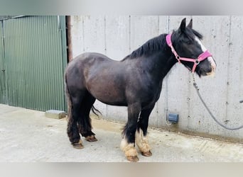 Cob, Caballo castrado, 4 años, 140 cm, Negro