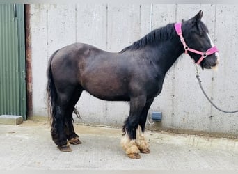 Cob, Caballo castrado, 4 años, 140 cm, Negro