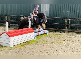 Cob, Caballo castrado, 4 años, 140 cm, Negro