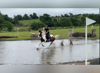 Cob, Caballo castrado, 4 años, 147 cm, Atigrado/Moteado