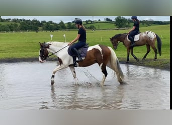 Cob, Caballo castrado, 4 años, 147 cm, Atigrado/Moteado