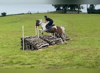 Cob, Caballo castrado, 4 años, 147 cm, Atigrado/Moteado