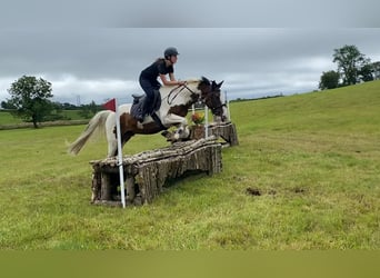 Cob, Caballo castrado, 4 años, 147 cm, Atigrado/Moteado