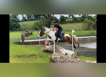 Cob, Caballo castrado, 4 años, 147 cm, Atigrado/Moteado