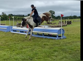 Cob, Caballo castrado, 4 años, 147 cm, Atigrado/Moteado