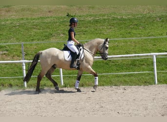 Cob, Caballo castrado, 4 años, 147 cm, Bayo