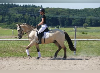 Cob, Caballo castrado, 4 años, 147 cm, Bayo
