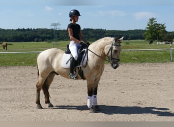 Cob, Caballo castrado, 4 años, 147 cm, Bayo