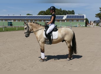 Cob, Caballo castrado, 4 años, 147 cm, Bayo