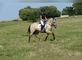 Cob, Caballo castrado, 4 años, 147 cm, Bayo