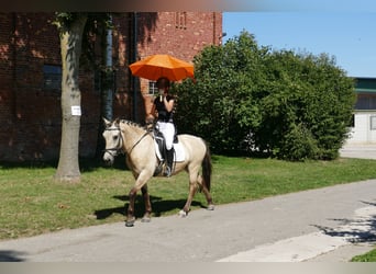 Cob, Caballo castrado, 4 años, 147 cm, Bayo