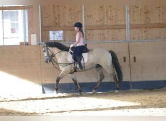 Cob, Caballo castrado, 4 años, 147 cm, Bayo