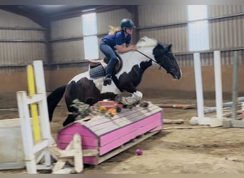 Cob, Caballo castrado, 4 años, 147 cm, Pío