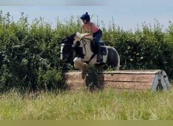 Cob, Caballo castrado, 4 años, 147 cm, Pío