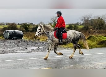 Cob, Caballo castrado, 4 años, 147 cm, Tordo rodado