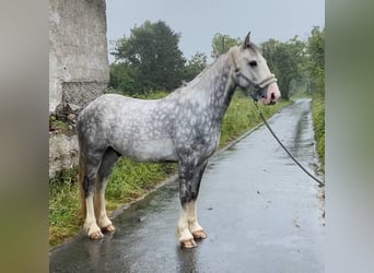 Cob, Caballo castrado, 4 años, 147 cm, Tordo rodado