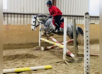 Cob, Caballo castrado, 4 años, 147 cm, Tordo rodado