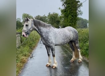 Cob, Caballo castrado, 4 años, 147 cm, Tordo rodado