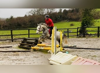 Cob, Caballo castrado, 4 años, 147 cm, Tordo rodado