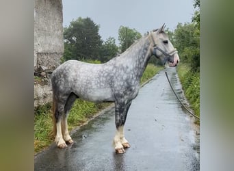 Cob, Caballo castrado, 4 años, 147 cm, Tordo rodado