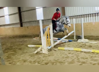 Cob, Caballo castrado, 4 años, 147 cm, Tordo rodado