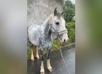 Cob, Caballo castrado, 4 años, 147 cm, Tordo rodado