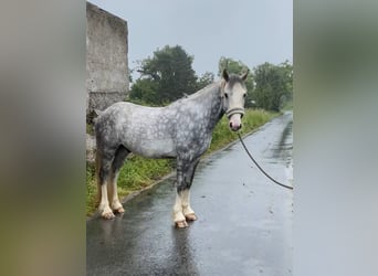 Cob, Caballo castrado, 4 años, 147 cm, Tordo rodado