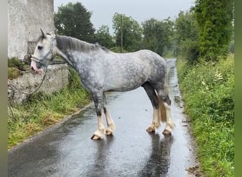 Cob, Caballo castrado, 4 años, 147 cm, Tordo rodado