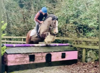 Cob, Caballo castrado, 4 años, 148 cm, Castaño