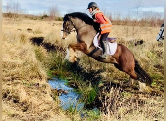 Cob, Caballo castrado, 4 años, 148 cm, Castaño