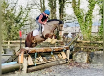 Cob, Caballo castrado, 4 años, 148 cm, Castaño