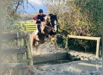 Cob, Caballo castrado, 4 años, 148 cm, Castaño