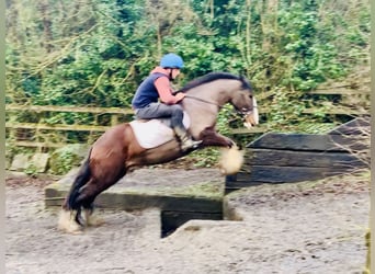 Cob, Caballo castrado, 4 años, 148 cm, Castaño