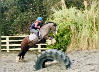 Cob, Caballo castrado, 4 años, 148 cm, Castaño